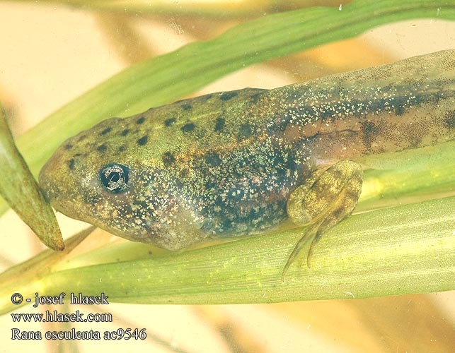 Rana esculenta Teichfrosch Żaba wodna Skokan zelený