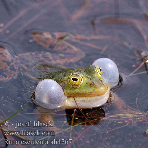 Rana esculenta Edible Frog Grøn frø syötävä