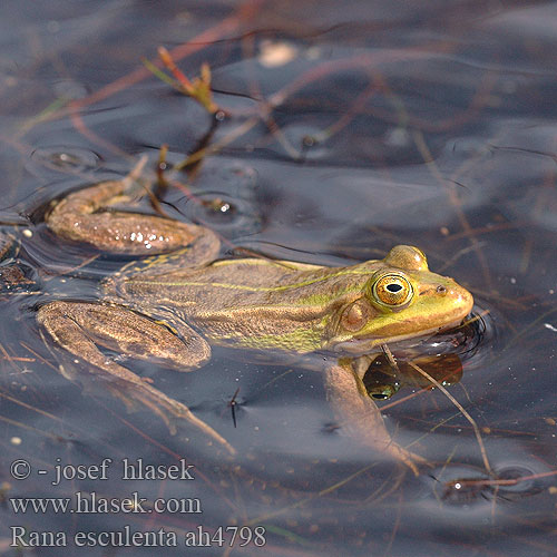 Rana esculenta Grenouille verte Middelste groene