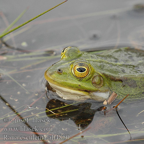 Rana esculenta verde minore esculenta kecskebéka fajcsoport