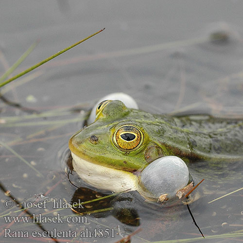 Rana esculenta Wasserfrosch Teichfrosch Żaba wodna