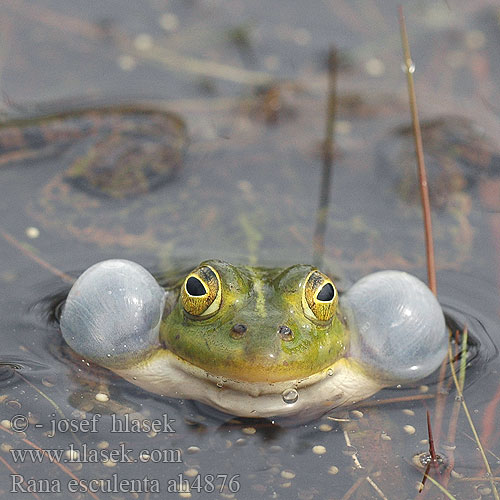 Rana esculenta Зелена водна жаба