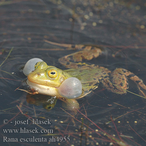 Rana esculenta Hybridfrosk spiselig frosk broasca verde