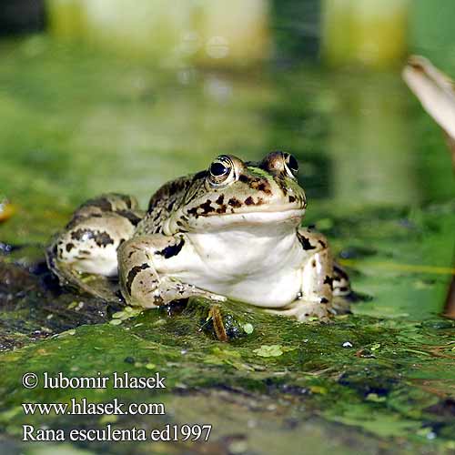 Rana esculenta Pelophylax esculentus Edible Frog Grøn frø