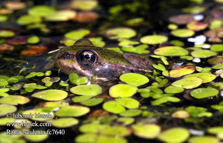 Syötävä sammakko vihersammakko Grenouille verte