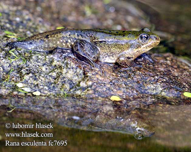 Kecskebéka fajcsoport Wasserfrosch Teichfrosch Żaba wodna