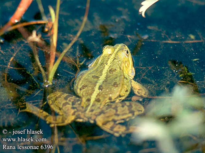 Rana lessonae Pelophylax Pool Frog Kortbenet frø grøn Lessonansammakko Petite Grenouille Lesson Прудовая лягушка Kleine groene kikker Poelkikker Rana fossi Lessona Kis tavibéka Kleiner Teichfrosch Tümpelfrosch Wasserfrosch Żaba jeziorkowa Skokan krátkonohý Rana verde eurpoea Gölgroda Rauna puz Damfrosk Жаба сажалкавая Tiigikonn Mažoji kūdrinė varlė Мала зелена жаба Ставкова жаба 莱桑池蛙