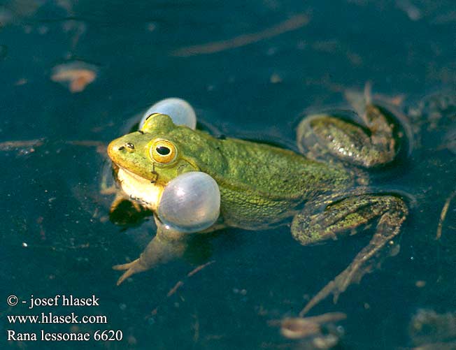 Lessonansammakko Petite Grenouille Lesson Прудовая лягушка Kleine groene kikker Poelkikker Rana fossi Lessona Kis tavibéka Kleiner Teichfrosch Tümpelfrosch Wasserfrosch Żaba jeziorkowa Skokan krátkonohý Rana verde eurpoea Gölgroda Rauna puz Damfrosk Жаба сажалкавая Tiigikonn Mažoji kūdrinė varlė Мала зелена жаба Ставкова жаба 莱桑池蛙 Rana lessonae Pelophylax Pool Frog Kortbenet frø grøn