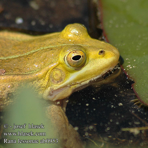 Kleine groene kikker Poelkikker Rana fossi Lessona Kis tavibéka Kleiner Teichfrosch Tümpelfrosch Wasserfrosch Żaba jeziorkowa Skokan krátkonohý Rana verde eurpoea Gölgroda Rauna puz Damfrosk Жаба сажалкавая Tiigikonn Mažoji kūdrinė varlė Мала зелена жаба Ставкова жаба 莱桑池蛙 Rana lessonae Pelophylax Pool Frog Kortbenet frø grøn Lessonansammakko Petite Grenouille Lesson Прудовая лягушка