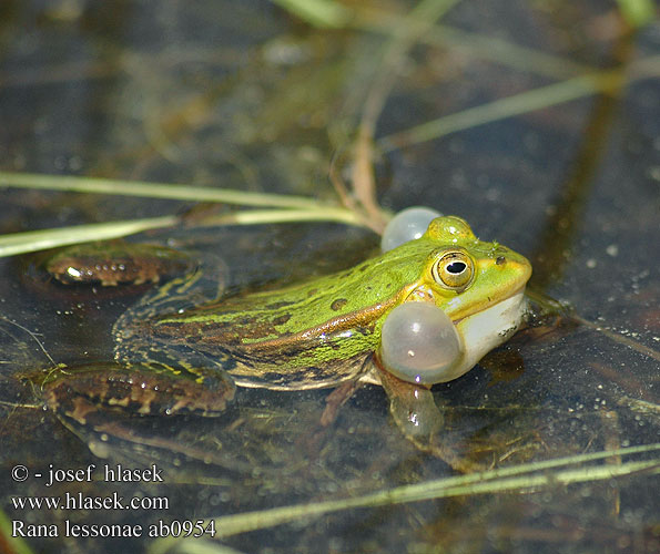 Kis tavibéka Kleiner Teichfrosch Tümpelfrosch Wasserfrosch Żaba jeziorkowa Skokan krátkonohý Rana verde eurpoea Gölgroda Rauna puz Damfrosk Жаба сажалкавая Tiigikonn Mažoji kūdrinė varlė Мала зелена жаба Ставкова жаба 莱桑池蛙 Rana lessonae Pelophylax Pool Frog Kortbenet frø grøn Lessonansammakko Petite Grenouille Lesson Прудовая лягушка Kleine groene kikker Poelkikker Rana fossi Lessona