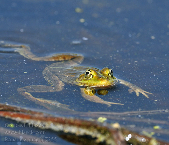 Kis tavibéka Kleiner Teichfrosch Tümpelfrosch Wasserfrosch Żaba jeziorkowa Skokan krátkonohý Rana verde eurpoea Gölgroda Rauna puz Damfrosk Жаба сажалкавая Tiigikonn Mažoji kūdrinė varlė Мала зелена жаба Ставкова жаба 莱桑池蛙 Rana lessonae Pelophylax Pool Frog Kortbenet frø grøn Lessonansammakko Petite Grenouille Lesson Прудовая лягушка Kleine groene kikker Poelkikker Rana fossi Lessona