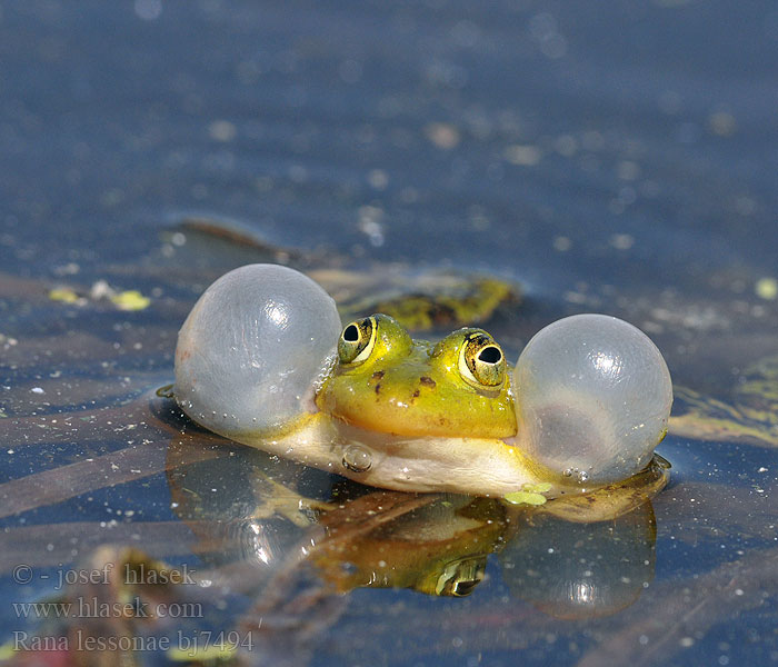 Мала зелена жаба Ставкова жаба 莱桑池蛙 Rana lessonae Pelophylax Pool Frog Kortbenet frø grøn Lessonansammakko Petite Grenouille Lesson Прудовая лягушка Kleine groene kikker Poelkikker Rana fossi Lessona Kis tavibéka Kleiner Teichfrosch Tümpelfrosch Wasserfrosch Żaba jeziorkowa Skokan krátkonohý Rana verde eurpoea Gölgroda Rauna puz Damfrosk Жаба сажалкавая Tiigikonn Mažoji kūdrinė varlė