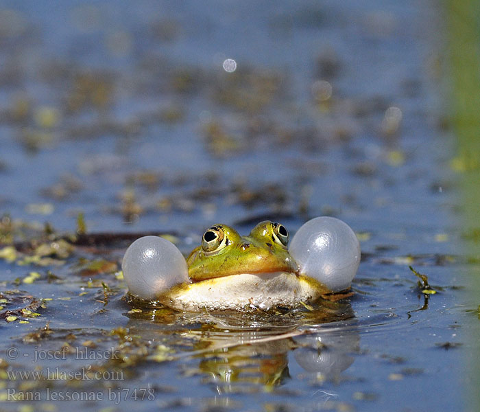 Pool Frog Kortbenet frø grøn Lessonansammakko Petite Grenouille Lesson Прудовая лягушка Kleine groene kikker Poelkikker Rana fossi Lessona Kis tavibéka Kleiner Teichfrosch Tümpelfrosch Wasserfrosch Żaba jeziorkowa Skokan krátkonohý Rana verde eurpoea Gölgroda Rauna puz Damfrosk Жаба сажалкавая Tiigikonn Mažoji kūdrinė varlė Мала зелена жаба Ставкова жаба 莱桑池蛙 Rana lessonae Pelophylax