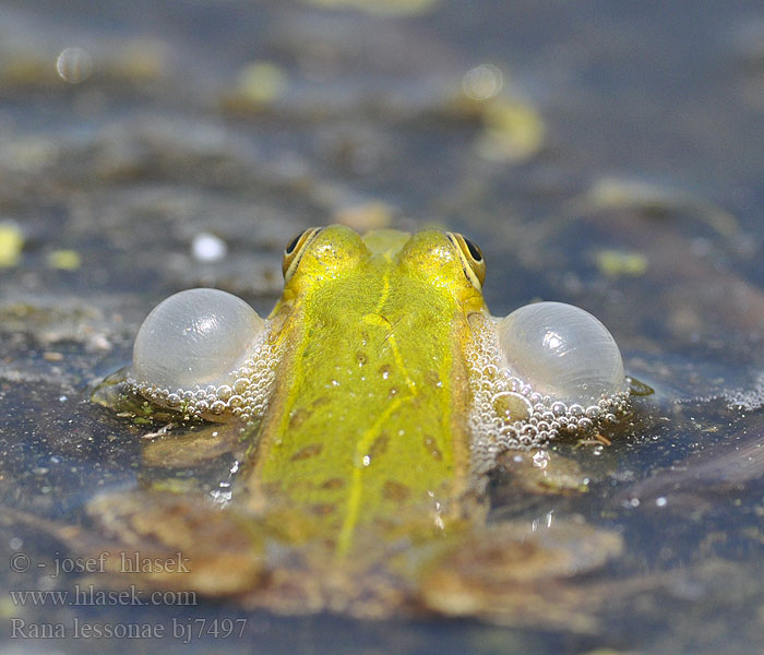 Прудовая лягушка Kleine groene kikker Poelkikker Rana fossi Lessona Kis tavibéka Kleiner Teichfrosch Tümpelfrosch Wasserfrosch Żaba jeziorkowa Skokan krátkonohý Rana verde eurpoea Gölgroda Rauna puz Damfrosk Жаба сажалкавая Tiigikonn Mažoji kūdrinė varlė Мала зелена жаба Ставкова жаба 莱桑池蛙 Rana lessonae Pelophylax Pool Frog Kortbenet frø grøn Lessonansammakko Petite Grenouille Lesson