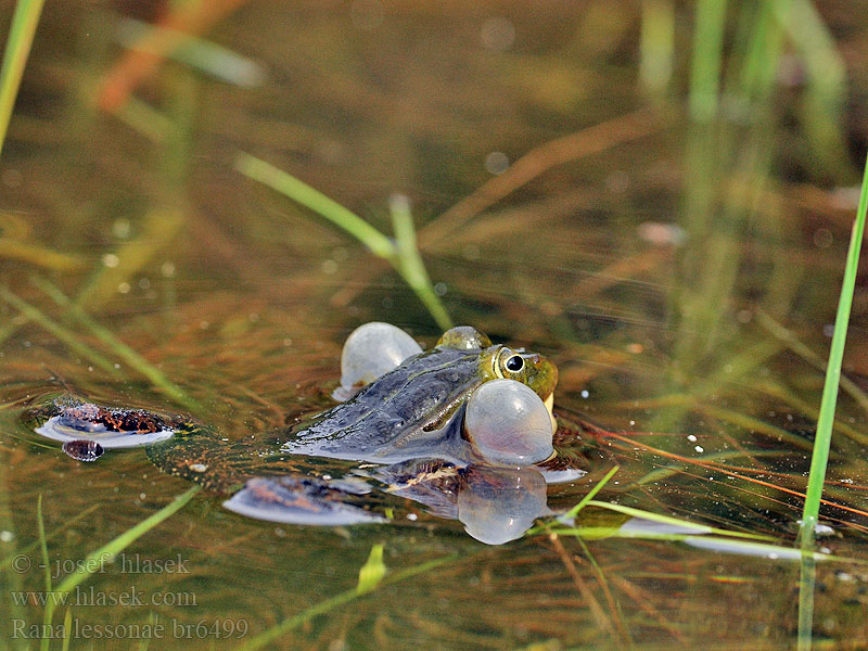 Rana lessonae Grenouille Lesson Kleine groene