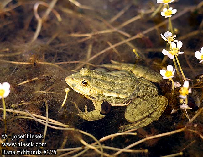 Rana ridibunda Pelophylax ridibundus Lake Marsh Frog Озёрная лягушка Latterfrø Latter-frø Mölysammakko Grenouille rieuse Meerkikker Grote groene kikker Rana verde maggiore Tavi béka Seefrosch Żaba śmieszka Skokan rapotavý Skokan skřehotavý Rana comuna Sjögroda Ova kurbağası Жаба озерна Rauna verda gronda Жаба азёрная Голяма водна жаба Granota comuna צפרדע הנחלים Көлбақа Ežerinė varlė ワライガエル Latterfrosk Велика зелена жаба