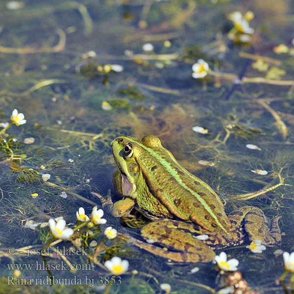 Озёрная лягушка Latterfrø Latter-frø Mölysammakko Grenouille rieuse Meerkikker Grote groene kikker Rana verde maggiore Tavi béka Seefrosch Żaba śmieszka Skokan rapotavý Skokan skřehotavý Rana comuna Sjögroda Ova kurbağası Жаба озерна Rauna verda gronda Жаба азёрная Голяма водна жаба Granota comuna צפרדע הנחלים Көлбақа Ežerinė varlė ワライガエル Latterfrosk Велика зелена жаба Rana ridibunda Pelophylax ridibundus Lake Marsh Frog