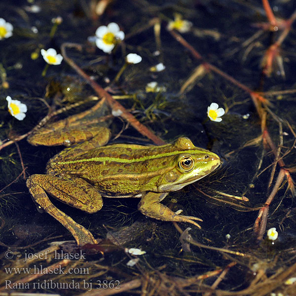 Grenouille rieuse Meerkikker Grote groene kikker Rana verde maggiore Tavi béka Seefrosch Żaba śmieszka Skokan rapotavý Skokan skřehotavý Rana comuna Sjögroda Ova kurbağası Жаба озерна Rauna verda gronda Жаба азёрная Голяма водна жаба Granota comuna צפרדע הנחלים Көлбақа Ežerinė varlė ワライガエル Latterfrosk Велика зелена жаба Rana ridibunda Pelophylax ridibundus Lake Marsh Frog Озёрная лягушка Latterfrø Latter-frø Mölysammakko