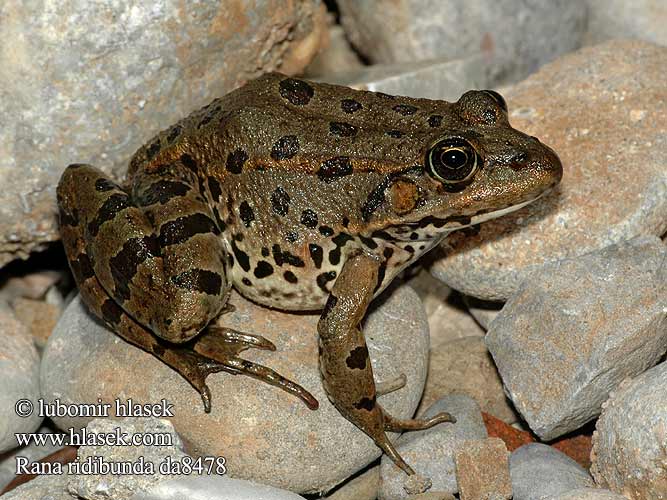 Rana verde maggiore Tavi béka Seefrosch Żaba śmieszka Skokan rapotavý Skokan skřehotavý Rana comuna Sjögroda Ova kurbağası Жаба озерна Rauna verda gronda Жаба азёрная Голяма водна жаба Granota comuna צפרדע הנחלים Көлбақа Ežerinė varlė ワライガエル Latterfrosk Велика зелена жаба Rana ridibunda Pelophylax ridibundus Lake Marsh Frog Озёрная лягушка Latterfrø Latter-frø Mölysammakko Grenouille rieuse Meerkikker Grote groene kikker