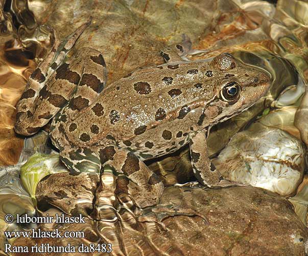 Skokan rapotavý Skokan skřehotavý Rana comuna Sjögroda Ova kurbağası Жаба озерна Rauna verda gronda Жаба азёрная Голяма водна жаба Granota comuna צפרדע הנחלים Көлбақа Ežerinė varlė ワライガエル Latterfrosk Велика зелена жаба Rana ridibunda Pelophylax ridibundus Lake Marsh Frog Озёрная лягушка Latterfrø Latter-frø Mölysammakko Grenouille rieuse Meerkikker Grote groene kikker Rana verde maggiore Tavi béka Seefrosch Żaba śmieszka