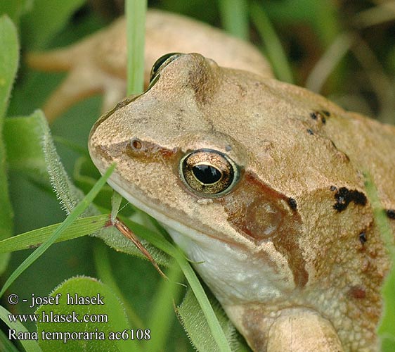 Rana temporaria Grass Frog Common Butsnudet frø