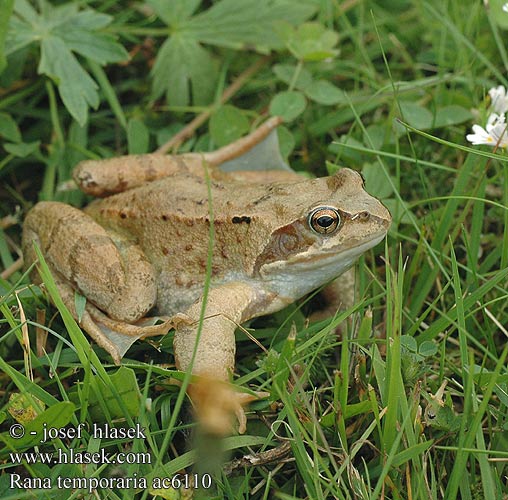 Grenouille rousse Bruine kikker Rana rossa