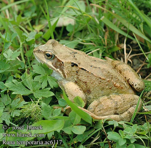 Grasfrosch Żaba trawna Skokan hnedý Skokan hnědý