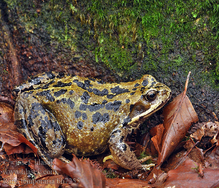 Tavallinen sammakko Grenouille rousse Bruine kikker