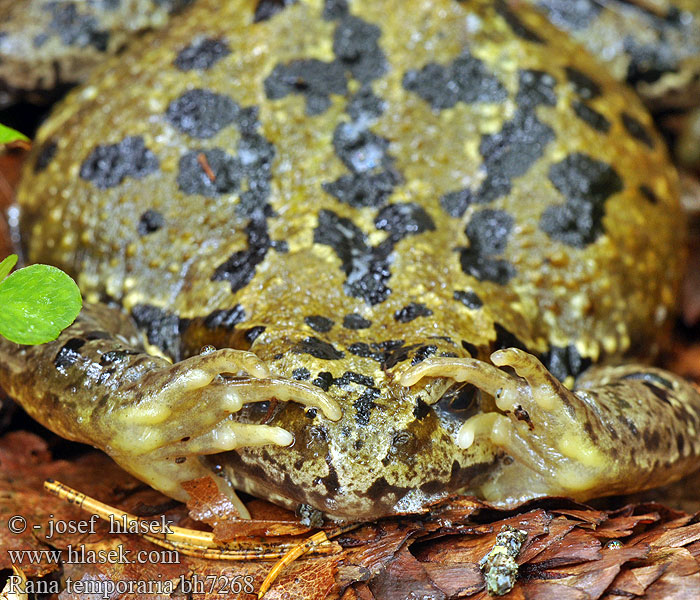 Rana rossa montana Gyepi béka Grasfrosch Żaba trawna