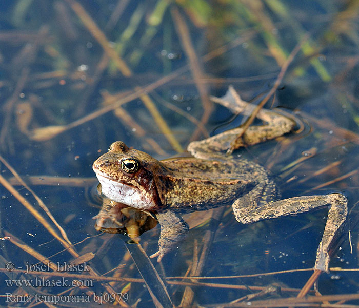 Планинска водна жаба Rohukonn Livadna smeđa