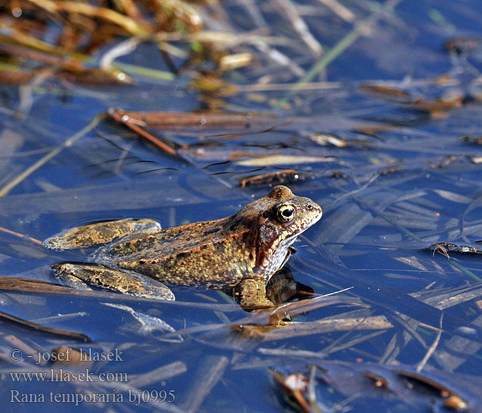 Sekulja Mrka Žaba travnjača Rana temporaria Grass Frog Common