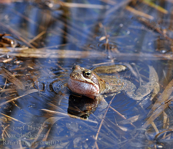 Grass Frog Common Butsnudet frø Tavallinen sammakko