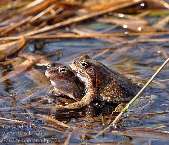 Butsnudet frø Tavallinen sammakko Grenouille rousse Bruine kikker