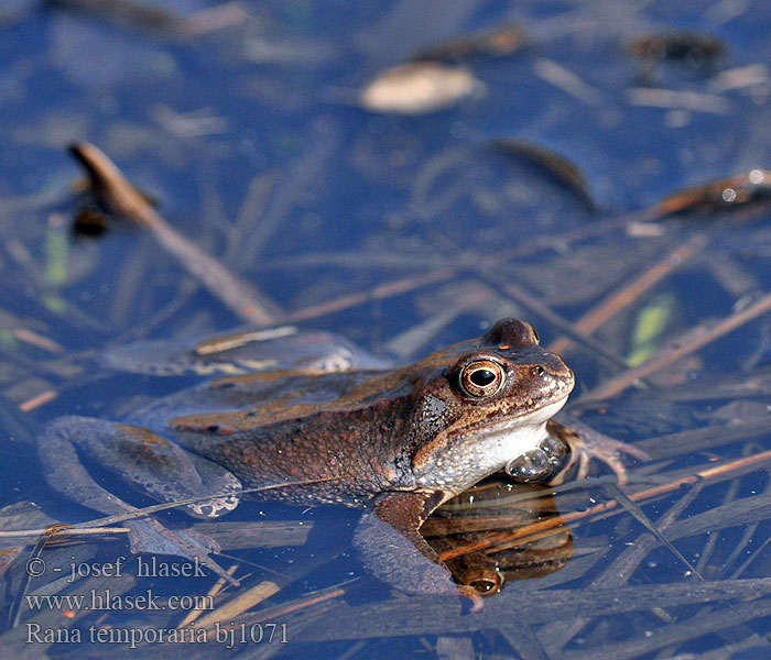 Grenouille rousse Bruine kikker Rana rossa montana