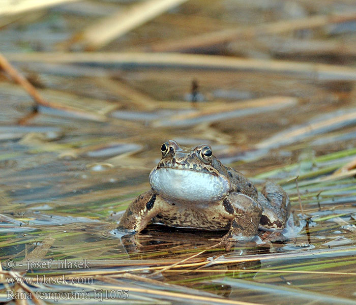 Bruine kikker Rana rossa montana Gyepi béka Grasfrosch