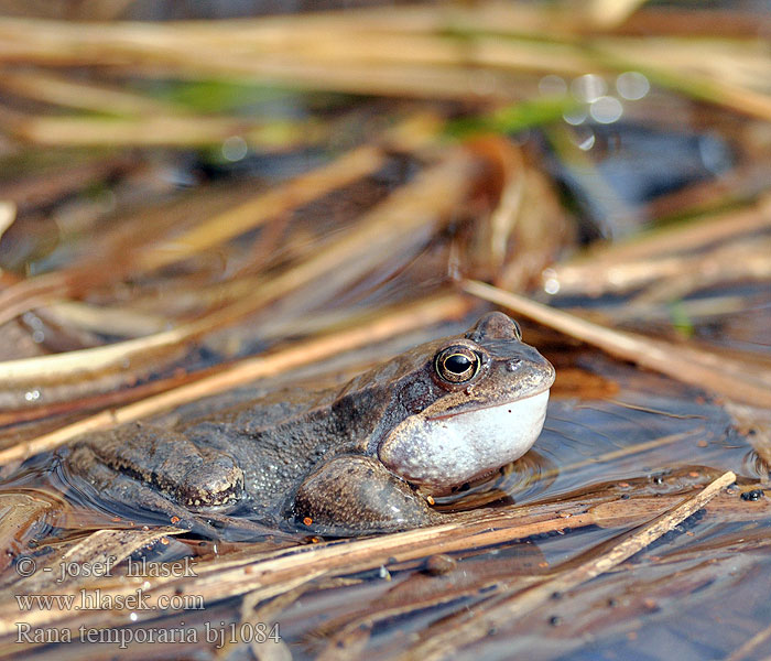 Gyepi béka Grasfrosch Żaba trawna Skokan hnedý