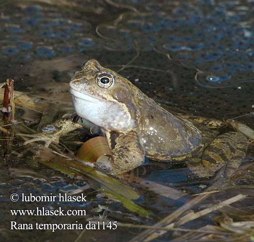 Bruine kikker Rana rossa montana Gyepi béka Grasfrosch Żaba trawna
