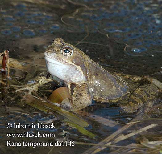 Bruine kikker Rana rossa montana Gyepi béka Grasfrosch Żaba trawna