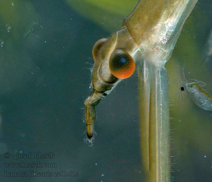 Stabwanze Topielica Ranatra linearis