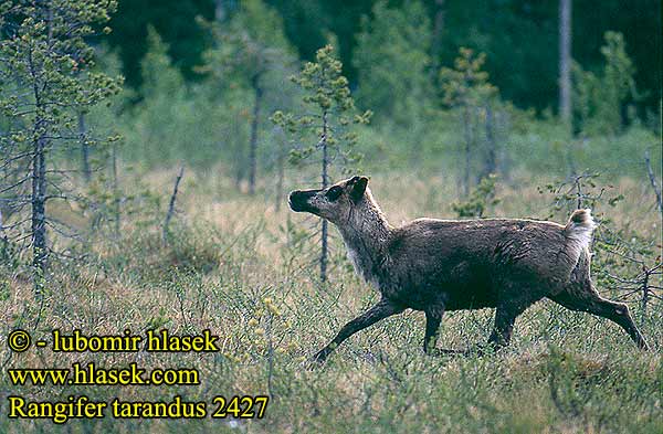 Rangifer tarandus Caribou Reindeer Rentier Ren Sob polární Rendier Rein Poro Metsäpeura Hrān Karv-erc'h Ren Çурçĕр пăлан Rensdyr Hakʼaz bįįh Põhjapõder Τάρανδος Boaco Elur-orein گوزن شمالی Renne Réinfhia Fast Reno 순록 Rentiro ᑐᒃᑐ Hreindýr אייל הצפון Tuttut Tarandrus Šiaurinis elnias Rénszarvas Ирвас रेनडियर Цаа буга ᐊᑎᐦᒄ トナカイ Reinsdyr Chèr Nord Rangièr Renifer Rena Северный олень Ирвас Peura Karibu పలవల దుప్పి กวางเรนเดียร์ Ren geyiği Північний олень رینڈیر  شىمال بۇغىسى 驯鹿