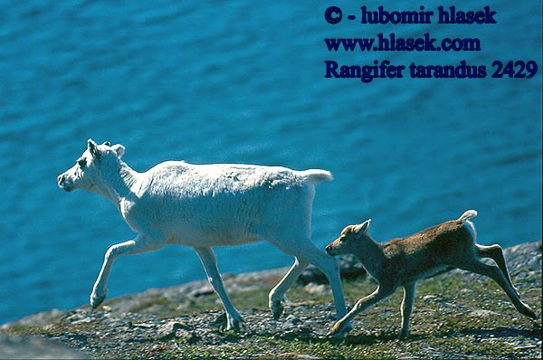 Rangifer tarandus 2429