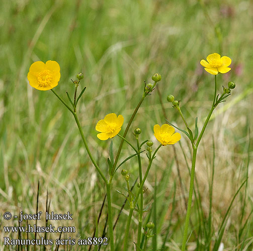 Ranunculus acris Meadow Buttercup Scharfer Hahnenfuß Jaskier ostry