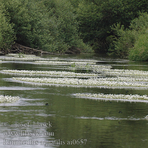 Batrachium aquatile Ranunculus aquatilis Common Water Crowfoot Gemeiner Wasserhahnenfuß Włosienicznik wodny lakušník vodní Močiarka vodná Almindelig Vandranunkel Renoncule aquatique Vesisätkin Fijne waterranonkel ）、バイカモ（ Nagy víziboglárka Vassoleie Vannsoleie RU: водяной лютик Vattenmöja