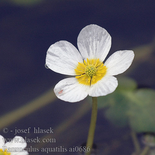 Ranunculus aquatilis Common Water Crowfoot Gemeiner Wasserhahnenfuß Włosienicznik wodny lakušník vodní Močiarka vodná Almindelig Vandranunkel Renoncule aquatique Vesisätkin Fijne waterranonkel ）、バイカモ（ Nagy víziboglárka Vassoleie Vannsoleie RU: водяной лютик Vattenmöja