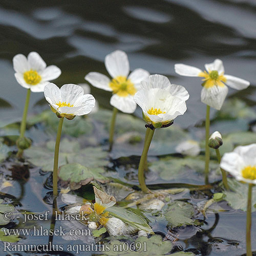 Batrachium aquatile lakušník vodní Močiarka vodná Almindelig Vandranunkel Renoncule aquatique Vesisätkin Fijne waterranonkel ）、バイカモ（ Nagy víziboglárka Vassoleie Vannsoleie RU: водяной лютик Vattenmöja