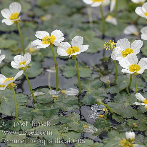 Ranunculus aquatilis lakušník vodní Močiarka vodná Almindelig Vandranunkel Renoncule aquatique Vesisätkin Fijne waterranonkel ）、バイカモ（ Nagy víziboglárka Vassoleie Vannsoleie RU: водяной лютик Vattenmöja