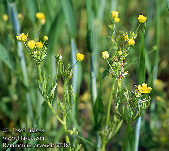 Ranunculus arvensis Corn Crowfoot Pryskyřník rolní Ranúnculo arvense