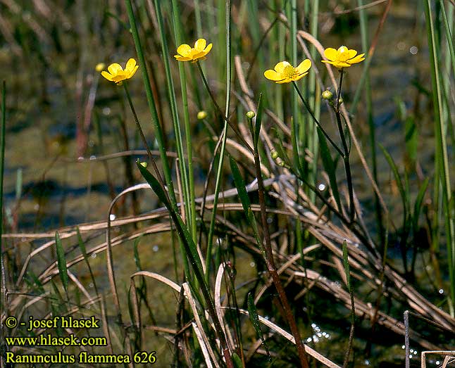 Ranunculus flammea Békaboglárka Egelboterbloem Grøftesoleie Лютик жгучий