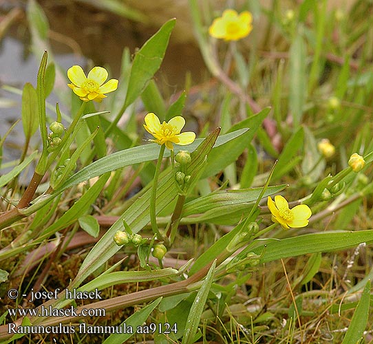 Ranunculus flammula Lesser Spearwort Brennender Hahnenfuß Jaskier płomiennik