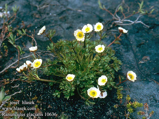 Ranunculus glacialis 10636